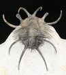 Alien Looking Ceratarges Trilobite #44513-1
